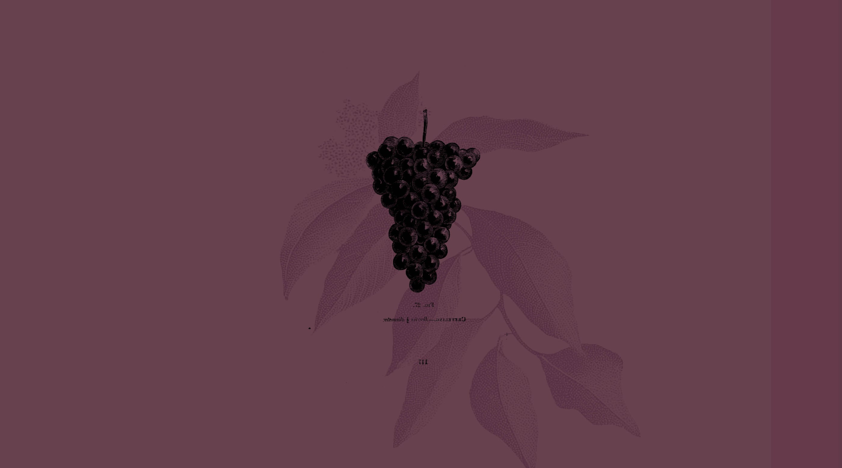 Nos vins rouges