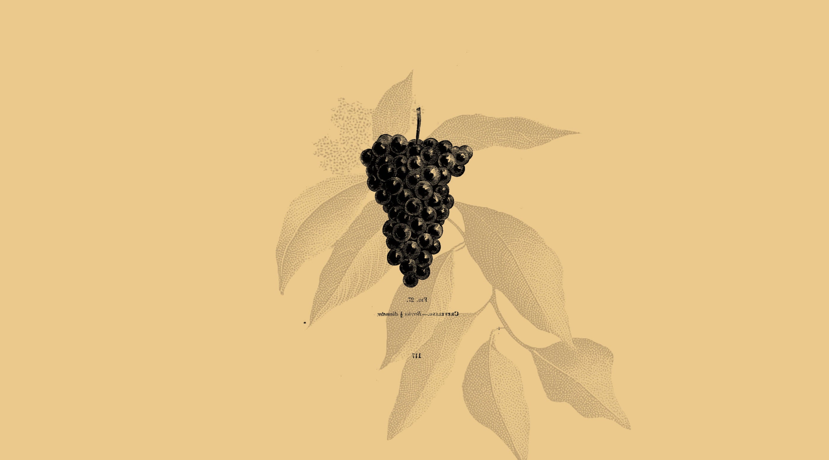 Nos vins blancs