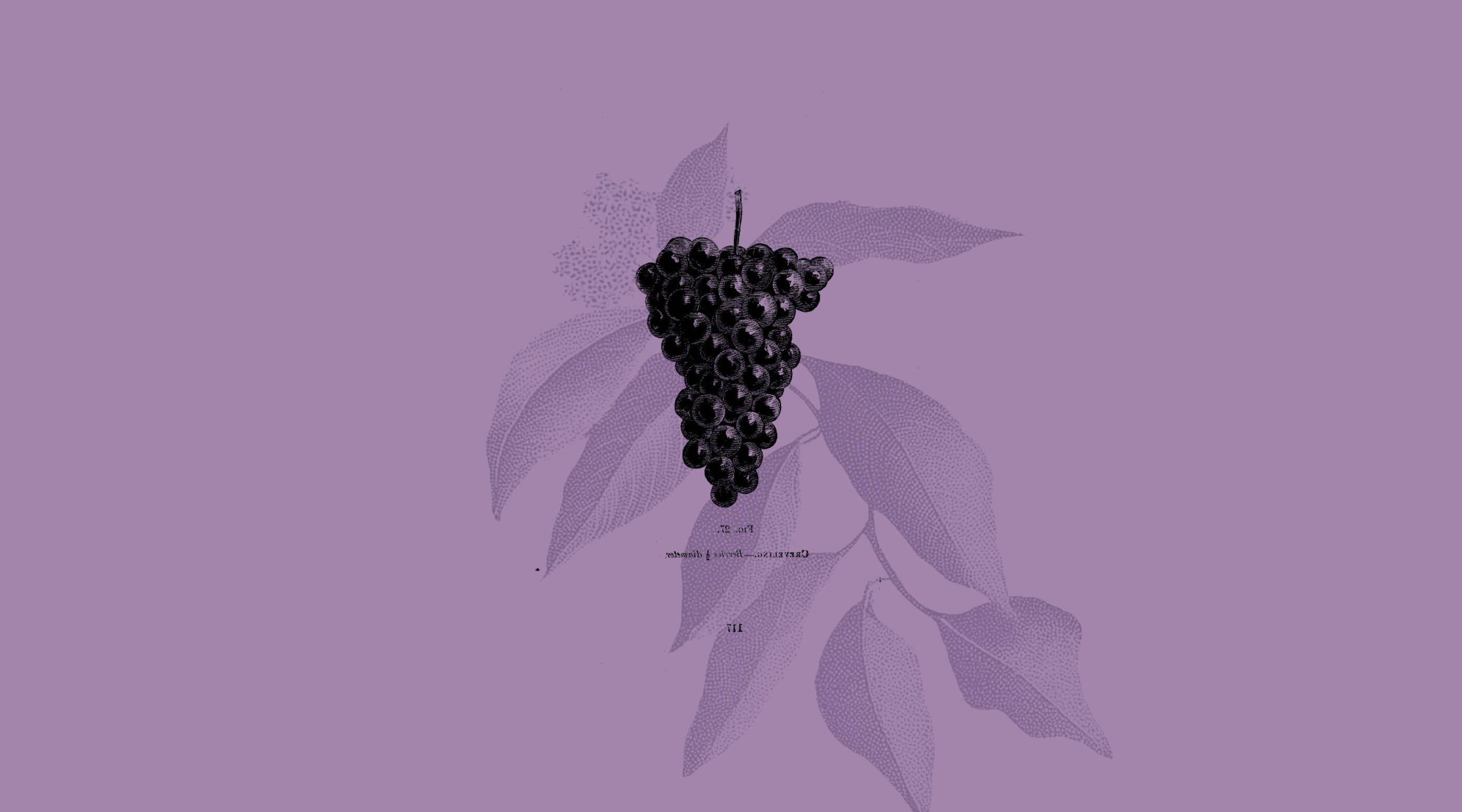 Nos vins rosés