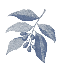 Die Muscaris